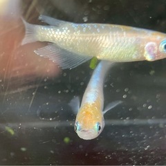 あかり(灯)メダカ稚魚5匹または卵の画像