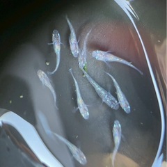 あかり(灯)メダカ稚魚5匹または卵の画像