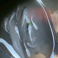 あかり(灯)メダカ稚魚5匹または卵の画像