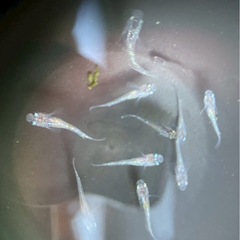 あかり(灯)メダカ稚魚5匹または卵の画像