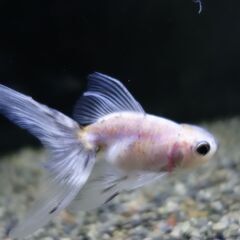 金魚　東錦　2匹の画像
