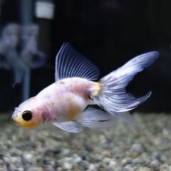 金魚　東錦　2匹の画像