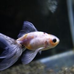 金魚　東錦　2匹の画像