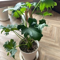 セローム　鉢付