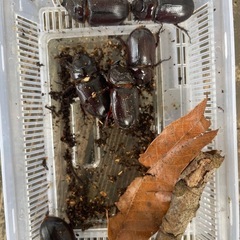 カブトムシ　台湾カブトムシ　6匹