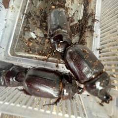 カブトムシ　台湾カブトムシ　6匹の画像