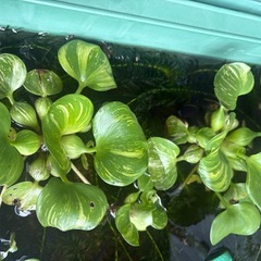 ビオトープの水草　の画像