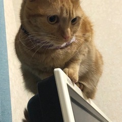アメリカンショートヘア