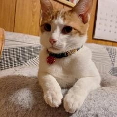 茶×白子猫(ナッツくん②)7/14日写真更新