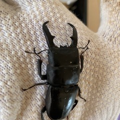 本土ヒラタクワガタ　三木産の画像