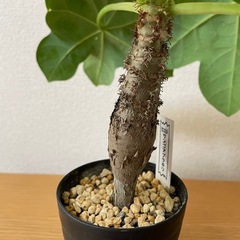 塊根植物　サンゴアブラギリの画像