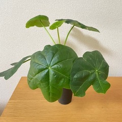 塊根植物　サンゴアブラギリの画像