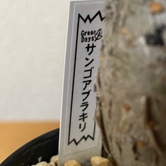 塊根植物　サンゴアブラギリの画像