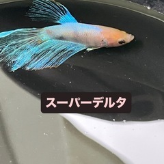 ベタ　オス　スーパーデルタの画像