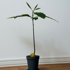 観葉植物/アボカドの画像