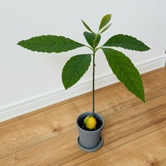 観葉植物/アボカドの画像