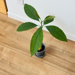 観葉植物/アボカドの画像