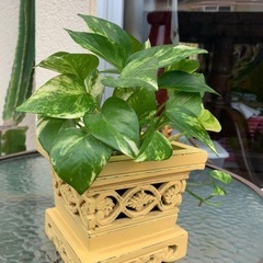値下げ❗️★木材鉢入れ2点セット！★植物は違います🙏の画像