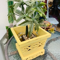 値下げ❗️★木材鉢入れ2点セット！★植物は違います🙏の画像
