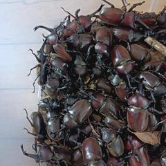 カブト虫の画像