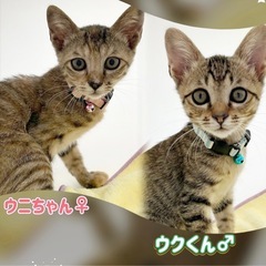 🐈キジトラのウクくん🤎ムギワラのウニちゃん🐈