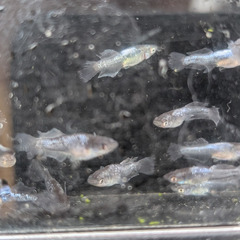 めだか販売　　～1000円