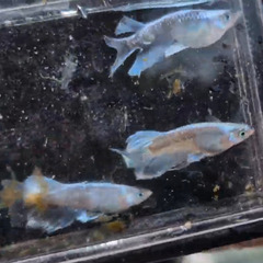 めだか販売　　～1000円の画像