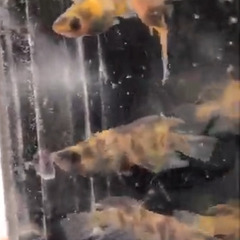 めだか販売　　～1000円の画像