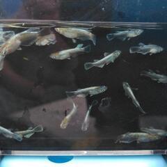 メダカの画像