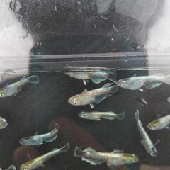 メダカの画像