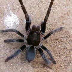 ナイジェリア　タランチュラ　３種　輸入
