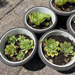 多肉植物の画像
