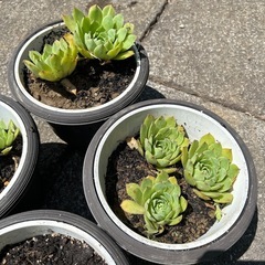 多肉植物の画像