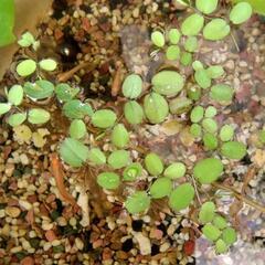 水草　オオサンショウモの画像