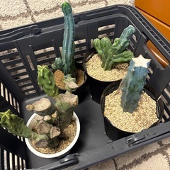 龍神木　ミルティロカクタス　他