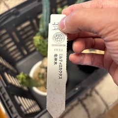 龍神木　ミルティロカクタス　他の画像