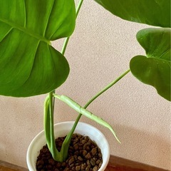 モンステラ　鉢植え　観葉植物の画像