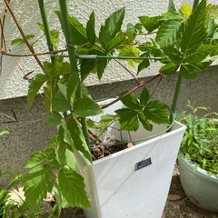 ブラックベリー　鉢ごとの画像