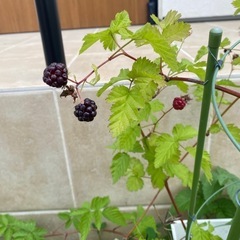 ブラックベリー　鉢ごとの画像