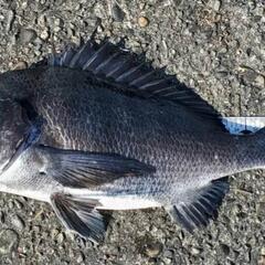 黒鯛ウキフカセ仲間募集中