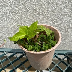 アイビー　ヘデラ　寄せ植えに、お庭のグランドカバーや花壇にの画像