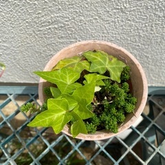 アイビー　ヘデラ　寄せ植えに、お庭のグランドカバーや花壇に