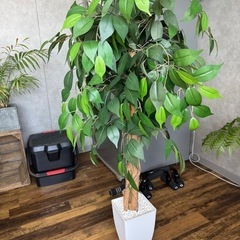 フェイクグリーン　2つセットの画像
