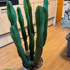 龍神木　ミルティロカクタス　他の画像
