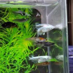 めだか　12匹　MIX　Aの画像