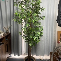 渡し予定あり　観葉植物（ダミー）