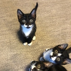 2025年5月5日生まれ　子猫4匹　秋田県