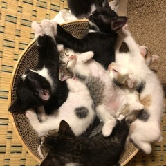 2025年5月19日生まれ　子猫6匹　秋田県