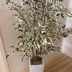 観葉植物