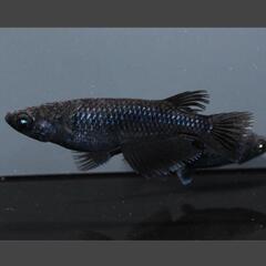 曜変天目 メダカ 1ペアの画像